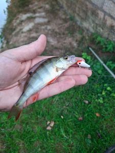 European Perch