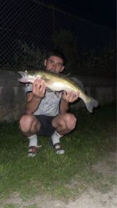 Zander