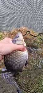 Crucian Carp