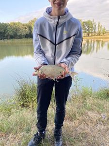 Common Bream