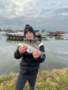 Zander