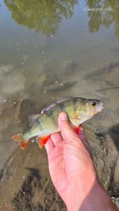 European Perch