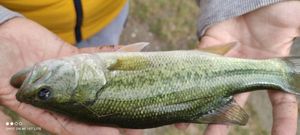 Largemouth Bass