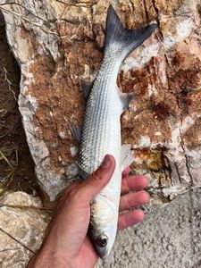 Leaping Mullet