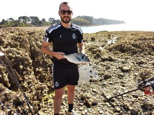Gilthead Seabream
