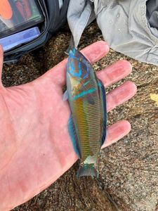 Ornate Wrasse