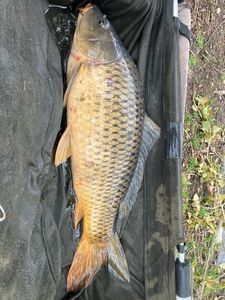 Common Carp