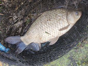 Crucian Carp