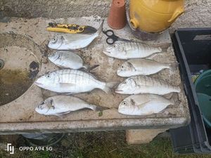 Gilthead Seabream