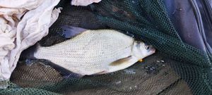 Common Bream