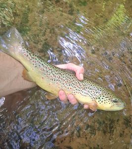 Brown Trout