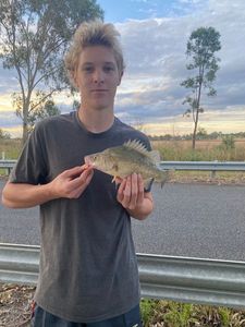 Golden Perch