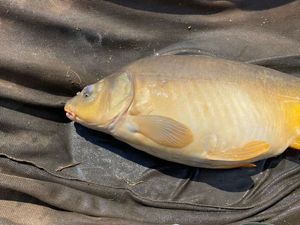 Mirror Carp