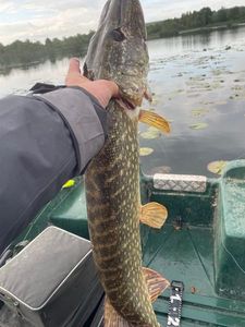 Northern Pike