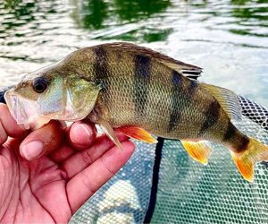 European Perch