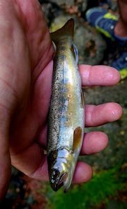 Brown Trout