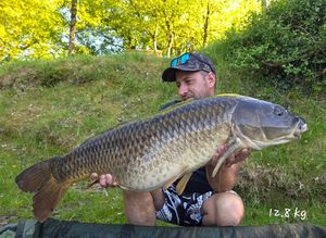 Common Carp