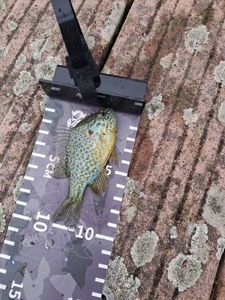 Green Sunfish