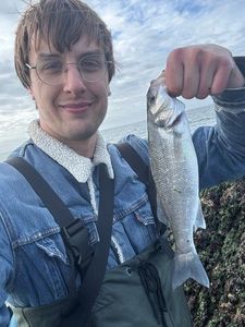 European Bass (Seabass)