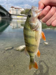 European Perch