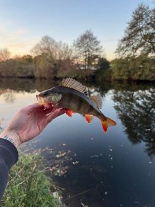 European Perch