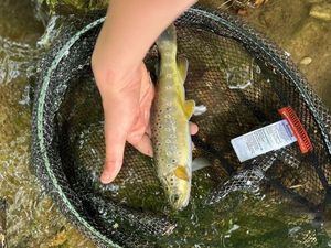Brown Trout