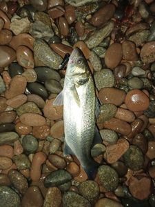 European Bass (Seabass)