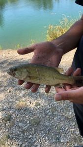 Largemouth Bass