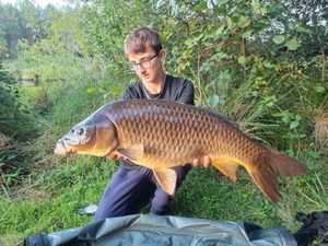 Common Carp