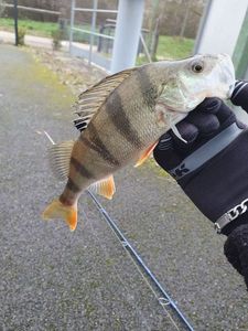 European Perch