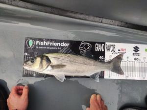 European Bass (Seabass)