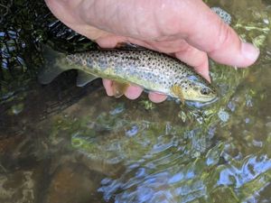 Brown Trout