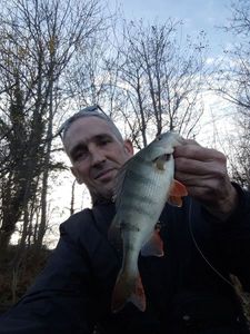 European Perch