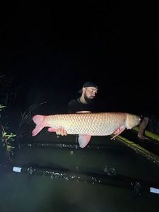 Carpe Amour (Carpe de Roseau)