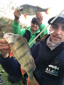 European Perch