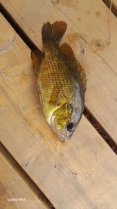 Smallmouth Bass