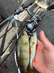 European Perch