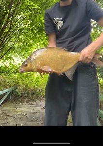 Common Bream
