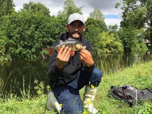 European Perch