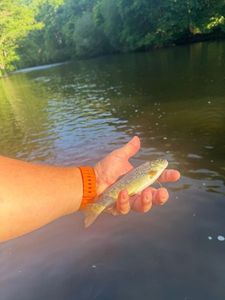 Rainbow Trout