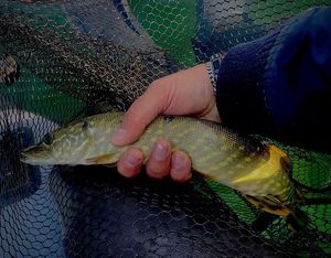 Northern Pike
