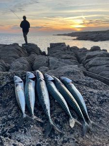 Mackerel