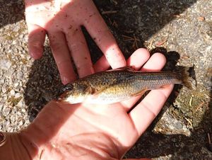 Gudgeon