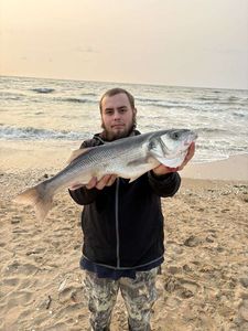 European Bass (Seabass)