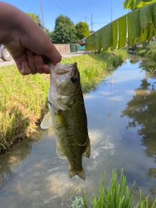 Smallmouth Bass