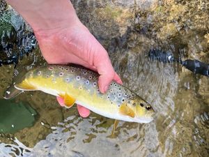 Brown Trout