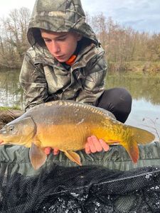 Mirror Carp