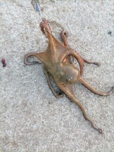 Common Octopus