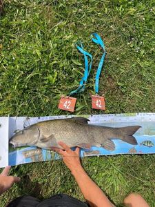 Barbel