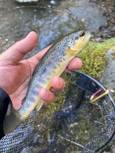 Brown Trout